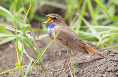 Bluethroat, Luscinia svecica, siyanekül. Şarkı söyleyen kuş yerde oturur