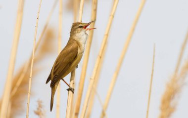 Büyük sazlık bülbülü, Acrocephalus arundinaceus. Bir kuş nehrin kenarındaki sazlıkta oturur ve şarkı söyler.