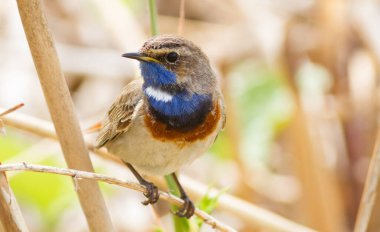 Bluethroat, Luscinia svecica, siyanekül. Bir kuş bitkinin gövdesine oturur ve bir şeye bakar.