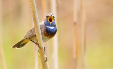 Bluethroat, Luscinia svecica, siyanekül. Şarkı söyleyen bir kuş sazlığa oturur.