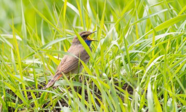 Bluethroat, Luscinia svecica, siyanekül. Şarkı söyleyen kuş yerde oturur