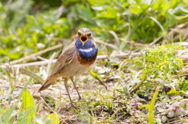 Bluethroat, Luscinia svecica, siyanekül. Şarkı söyleyen kuş yerde oturur