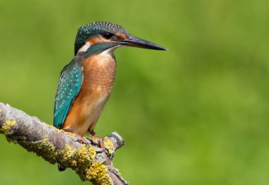 Ortak balıkçı, Alcedo bu işte. Güneşli bir günde, güzel bir dalda nehrin kenarında oturan genç bir kuş gagasında avını tutar.