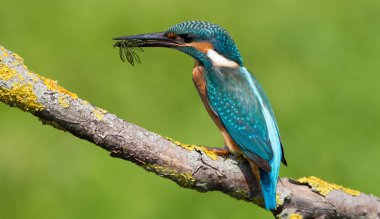 Ortak balıkçı, Alcedo bu işte. Güneşli bir günde, güzel bir dalda nehrin kenarında oturan genç bir kuş gagasında avını tutar.