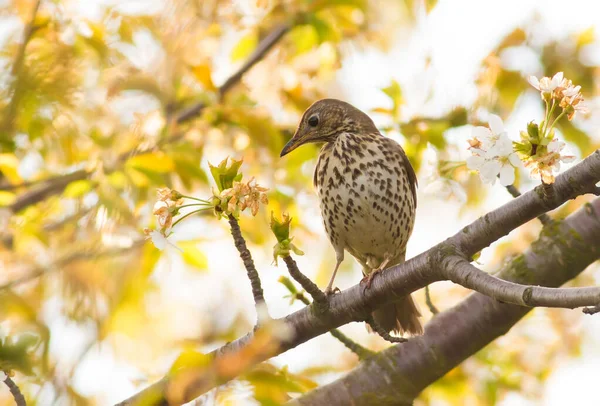 노래의 Turdus Philomelos 마리가 나뭇가지에 앉아서 — 스톡 사진