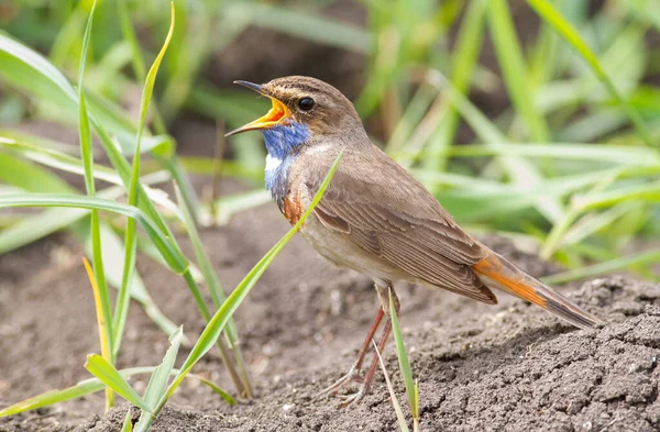 Blaukehlchen Luscinia Svecica Cyanecula Singvogel Sitzt Auf Dem Boden — Stockfoto