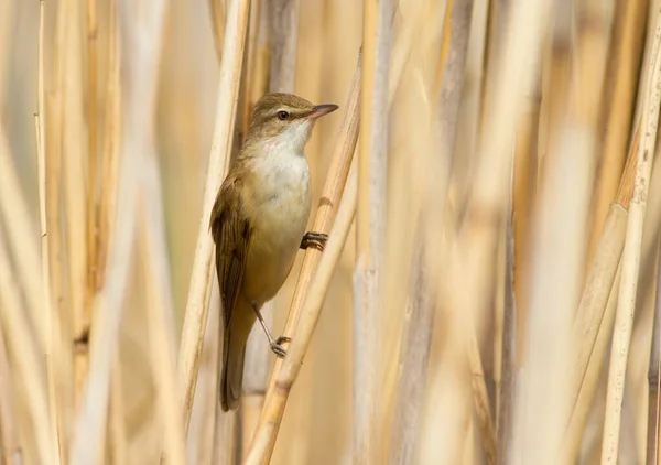 Great Reed Warbler Acrocephalus Arundinaceus Bird Sits Reed Stalk River — Stock Photo, Image