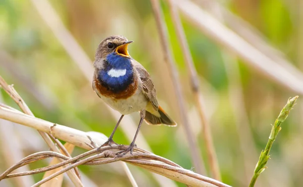 Bluethroat, Luscinia svecica, siyanekül. Şarkı söyleyen bir kuş sazlığa oturur.