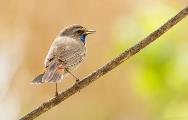 Bluethroat, Luscinia svecica, siyanekül. Bir kuş bitkinin gövdesine oturur ve bir şeye bakar.