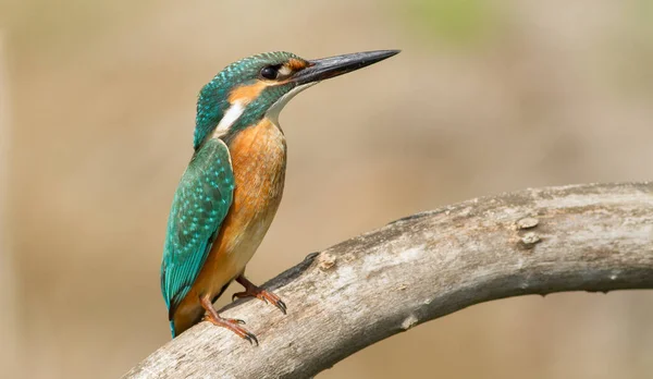 普通翠鸟 阿尔塞多在这 阳光明媚的日子 一只小鸟坐在河边的一根美丽的枝头上 嘴里衔着猎物 — 图库照片