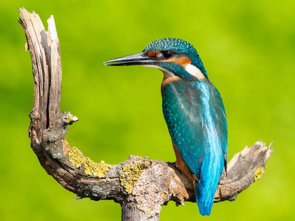 Vanlige Kungsfiskare Alcedo Det Här Solig Dag Ung Fågel Som — Stockfoto