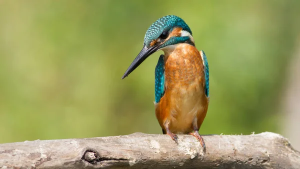 Obyčejný Ledňáček Alcedo Slunečný Den Mladý Pták Sedící Řeky Krásné — Stock fotografie