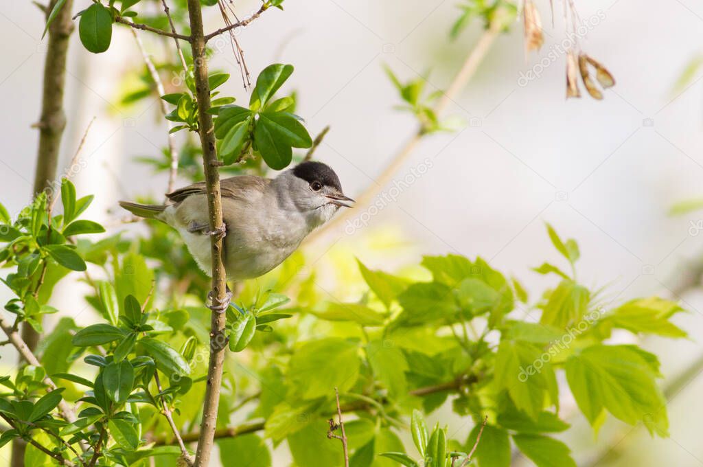 Eurasian blackcap, Sylvia atricapilla. Bird sings sitting on a branch