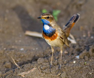 Bluethroat, Luscinia svecica. Erkek bir kuş yerde duruyor, akşam güneşinin ışınlarıyla aydınlanıyor..