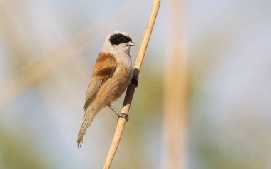 Eurasian penduline tit, remiz pendulinus. Morning, a bird sits on a reed stalk.