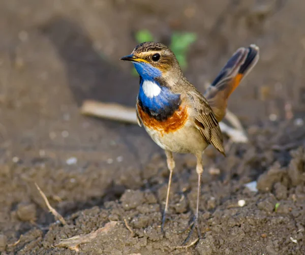 Bluethroat Luscinia Svecica Мужчина Птицы Стоит Земле Освещена Лучами Вечернего — стоковое фото