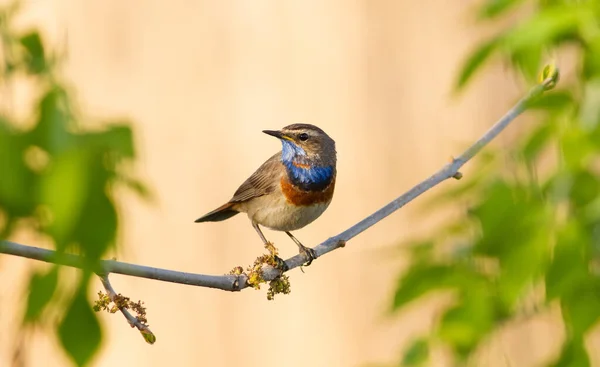 Bluethroat Luscinia Svecica Mannelijke Vogel Zit Een Tak — Stockfoto