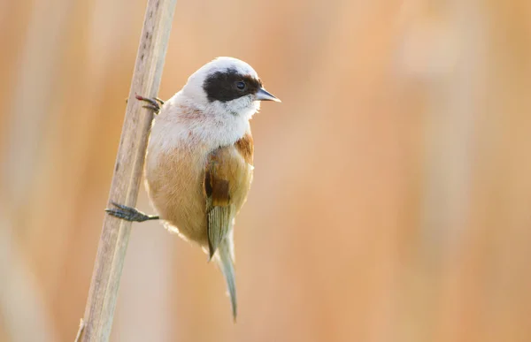 Eurasian Penduline Tit Remiz Pendulinus Morning Bird Sits Reed Stalk — Stockfoto