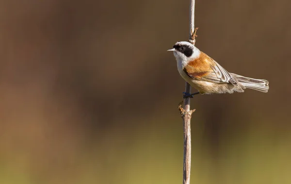 Eurasian Penduline Tit Remiz Pendulinus Morning Bird Sits Reed Stalk — стокове фото