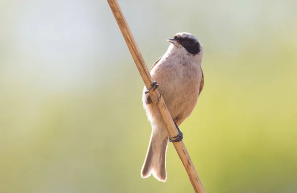 Eurasian Penduline Tit Remiz Pendulinus Morning Bird Sits Reed Stalk — Stock Photo, Image