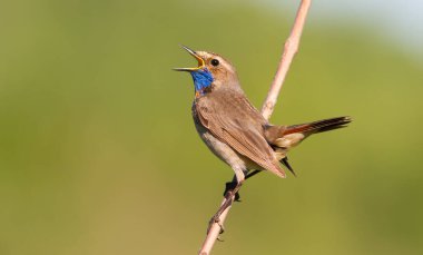 Bluethroat, Luscinia svecica. Şarkı söyleyen kuş bir dalda oturuyor