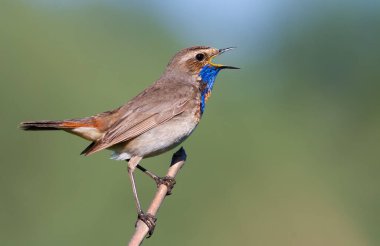 Bluethroat, Luscinia svecica. Şarkı söyleyen kuş bir dalda oturuyor