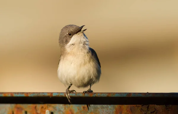 Gola Bianca Minore Sylvia Curruca Uccello Canta Mentre Siede Sulla — Foto Stock