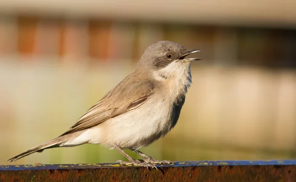 Gola Bianca Minore Sylvia Curruca Uccello Canta Mentre Siede Sulla — Foto Stock