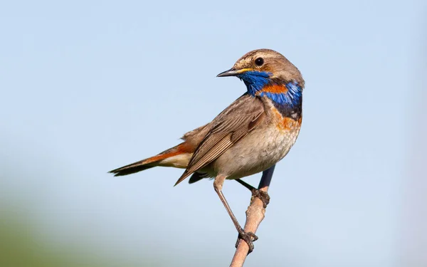 Bluethroat Luscinia Svecica Bird Sits Branch Sky — Stock Photo, Image