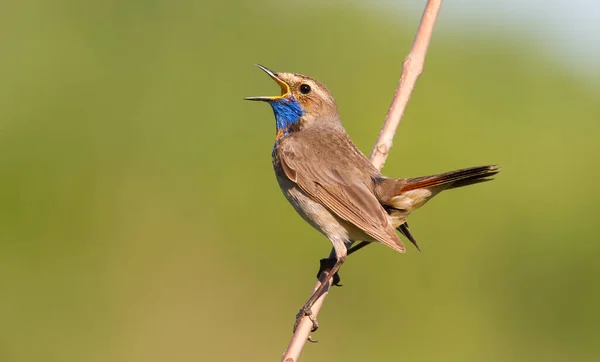 Bluethroat Luscinia Svecica Şarkı Söyleyen Kuş Bir Dalda Oturuyor — Stok fotoğraf