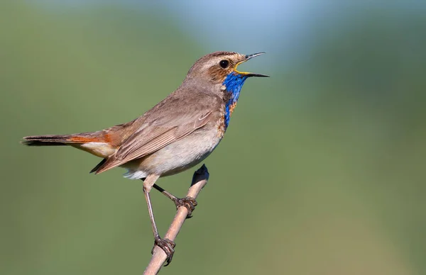 Bluethroat, Luscinia svecica. Şarkı söyleyen kuş bir dalda oturuyor