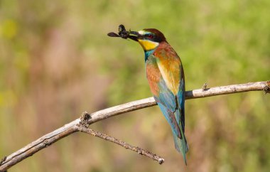 Avrupalı arı yiyici, Merops apiaster. Avrasya 'nın en renkli kuşu. Kuş avı yakaladı.