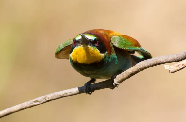 Comedor Abelhas Europeu Merops Apiaster Pássaro Pressionado Para Galho Olha — Fotografia de Stock