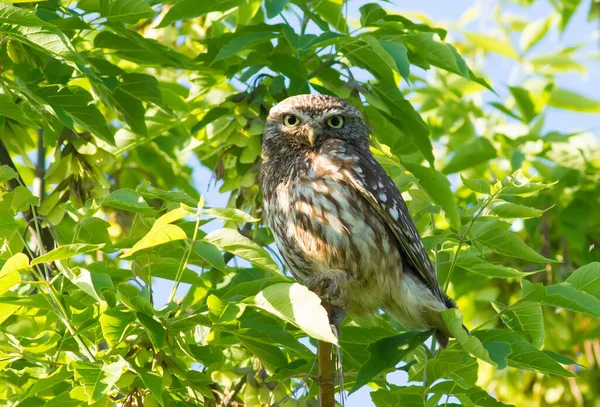 Kleine Eule Athene Noctua Erwachsener Vogel Sitzt Auf Einem Ast — Stockfoto
