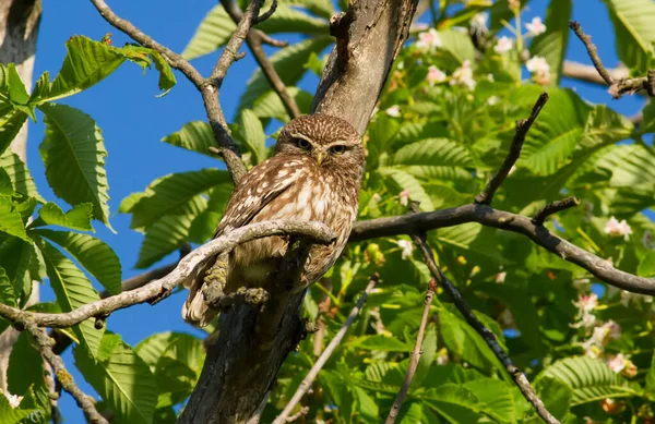 Kleine Eule Athene Noctua Erwachsener Vogel Sitzt Auf Einem Ast — Stockfoto