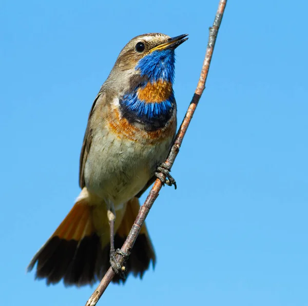 Bluethroat, Luscinia svecica. Erkek bir kuş, gökyüzüne karşı ince bir dala oturur ve kuyruğunu yayar.