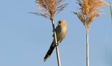 Sakallı reedling, Panurus biarmicus. Genç bir kuş, mavi gökyüzüne karşı nehrin kenarında bir baston sapında oturur.