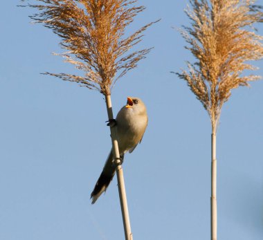 Sakallı reedling, Panurus biarmicus. Genç bir kuş, mavi gökyüzüne karşı nehrin kenarında bir baston sapında oturur.