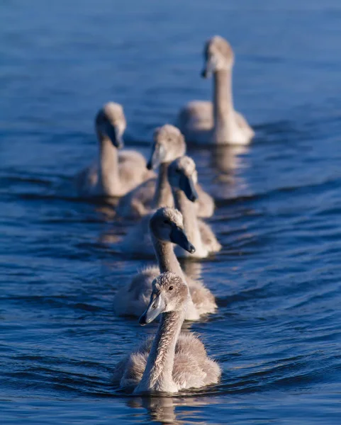 Cisne Mudo Cygnus Olor Pássaros Jovens Nadam Rio Manhã Após — Fotografia de Stock