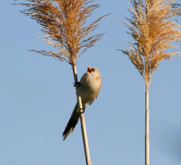 Bearded Reedling Panurus Biarmicus Young Bird Sits Cane Stalk River — Stock Photo, Image