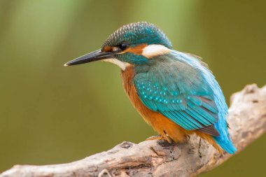 Ortak Kingfisher, Alcedo bu işte. Şafakta, genç bir kuş nehrin yukarısındaki güzel bir dala oturur..