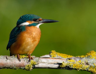 Ortak balıkçı, Alcedo bu işte. Güneşli bir günde, nehrin kenarında oturan genç bir kuş güzel bir dalda, suya bakıyor, balık bekliyor.