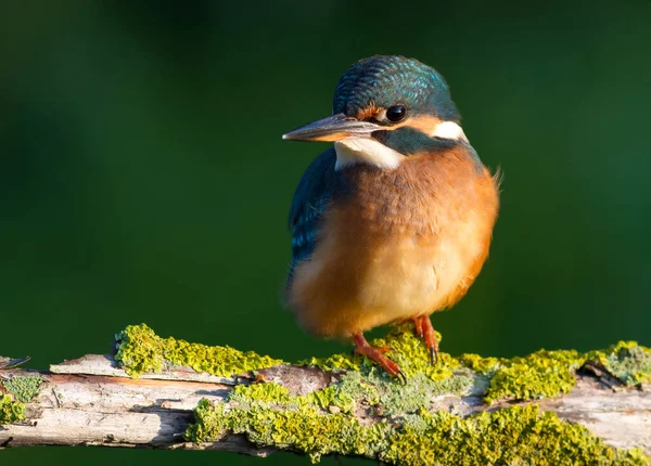 Obyčejný Ledňáček Alcedo Slunečný Den Mladý Pták Sedící Řeky Krásné — Stock fotografie