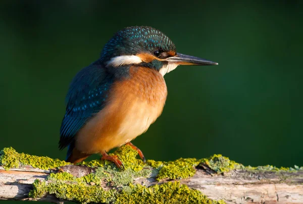 Vanlige Kungsfiskare Alcedo Det Här Solig Dag Ung Fågel Sitter — Stockfoto