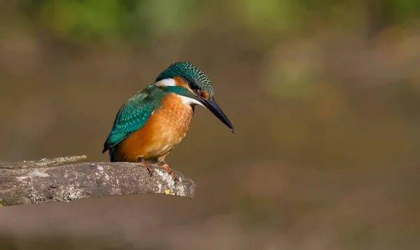 Obyčejný Ledňáček Alcedo Slunečný Den Mladý Pták Sedící Řeky Krásné — Stock fotografie