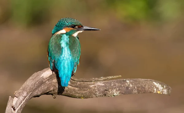 Vanlige Kungsfiskare Alcedo Det Här Solig Dag Ung Fågel Sitter — Stockfoto