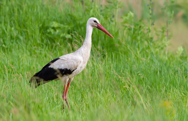 Cigüeña Blanca Ciconia Ciconia Una Mañana Mayo Pájaro Camina Por — Foto de Stock