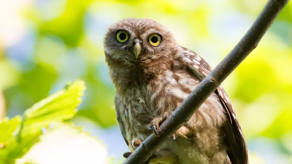 Little Owl Athene Noctua Young Bird Sits Branch Background Tree — Stock Photo, Image