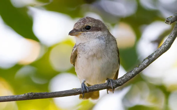 Red Backed Shrike Lanius Collurio Young Bird Sitting Branch — Stock Photo, Image