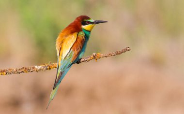 Avrupalı arı yiyici, merops apiaster. Kuş güzel bir dala oturur, çok hoş bir bokeh